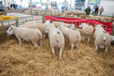 Ring 18 lot 17